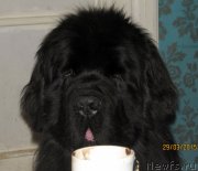 Превью фото № 178187