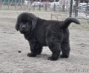 Превью фото № 178217