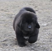 Превью фото № 178218