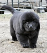 Превью фото № 178233