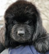 Превью фото № 178263