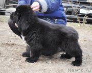 Превью фото № 178270