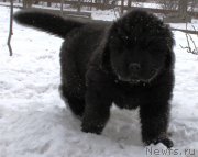 Превью фото № 178295