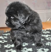 Превью фото № 178352