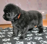 Превью фото № 178355