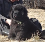 Превью фото № 178506