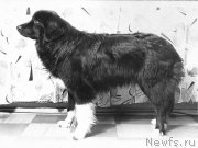 Превью фото № 178514