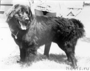 Превью фото № 178516