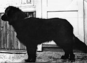 Превью фото № 178519