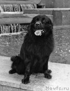 Превью фото № 178524