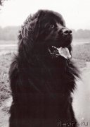 Превью фото № 178526