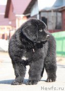 Превью фото № 178546