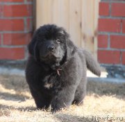 Превью фото № 178548