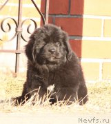 Превью фото № 178559