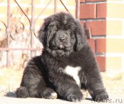 Превью фото № 178564