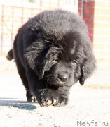 Превью фото № 178566