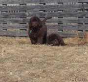 Превью фото № 178620