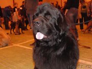 Превью фото № 178665