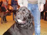 Превью фото № 178667