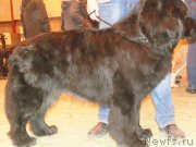 Превью фото № 178669