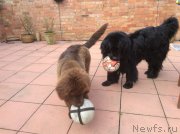 Превью фото № 178717