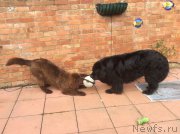 Превью фото № 178720