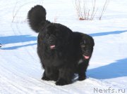 Превью фото № 178726