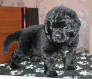 Превью фото № 178750