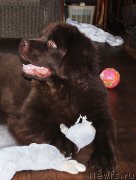 Превью фото № 178830