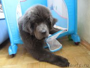 Превью фото № 178831