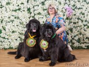 Превью фото № 178880