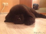 Превью фото № 178913