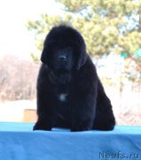 Превью фото № 178918