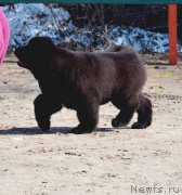 Превью фото № 178920