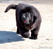 Превью фото № 178921