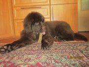 Превью фото № 178934