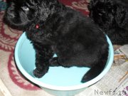 Превью фото № 178958