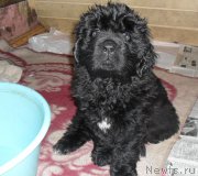 Превью фото № 178959