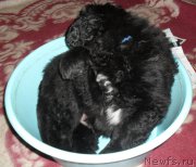 Превью фото № 178961