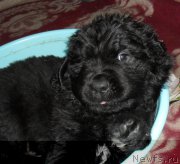 Превью фото № 178962