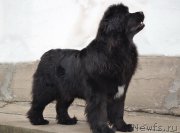 Превью фото № 178968