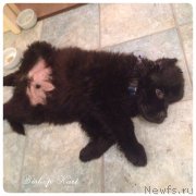 Превью фото № 178983