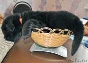 Превью фото № 178984