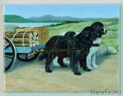 Превью фото № 178985