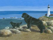 Превью фото № 178988