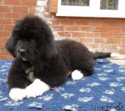 Превью фото № 179045