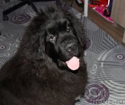 Превью фото № 179052