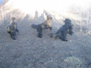 Превью фото № 179132