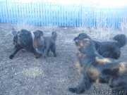 Превью фото № 179134