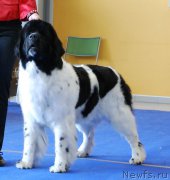 Превью фото № 179171